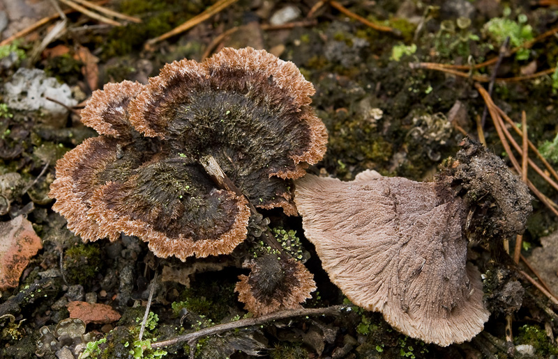 Thelephora terrestris